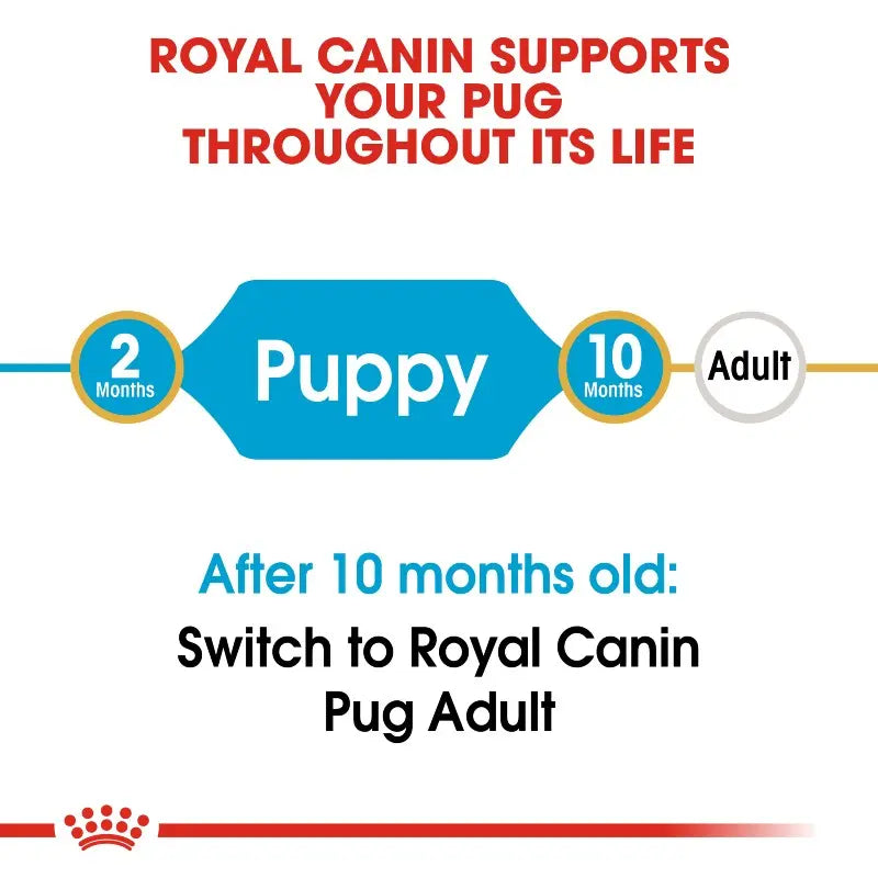 Royal Canin guide for transitioning from Pug Puppy to Pug Adult food at 10 months.