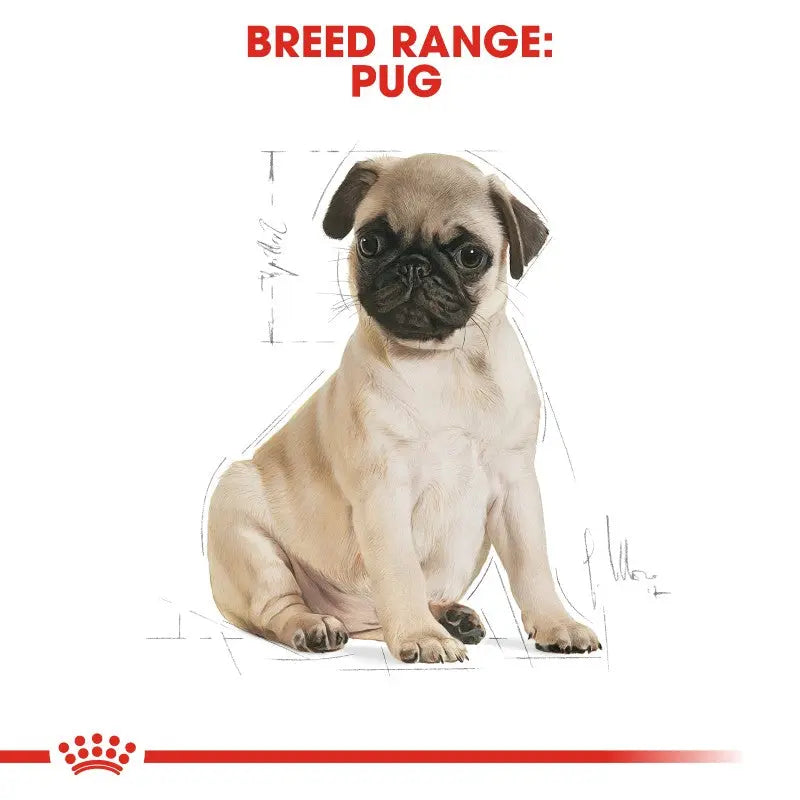 Illustration of a cute pug puppy with a sketch background, highlighting the breed range.