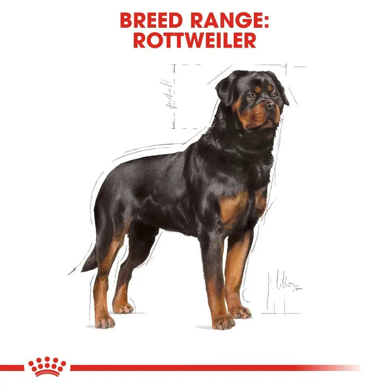 Rottweiler breed illustration showcasing its strong physique and distinctive features.