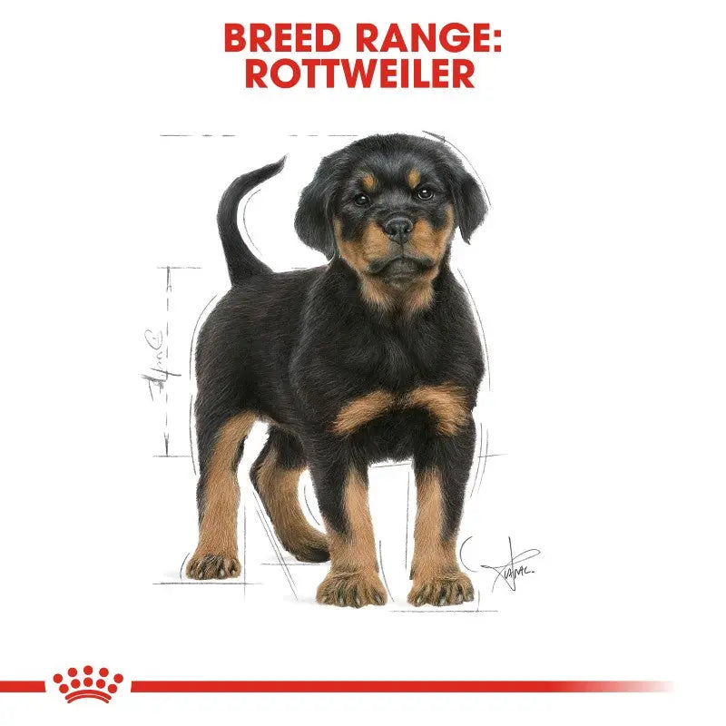 Royal Canin Rottweiler Puppy Information infographic displayed online