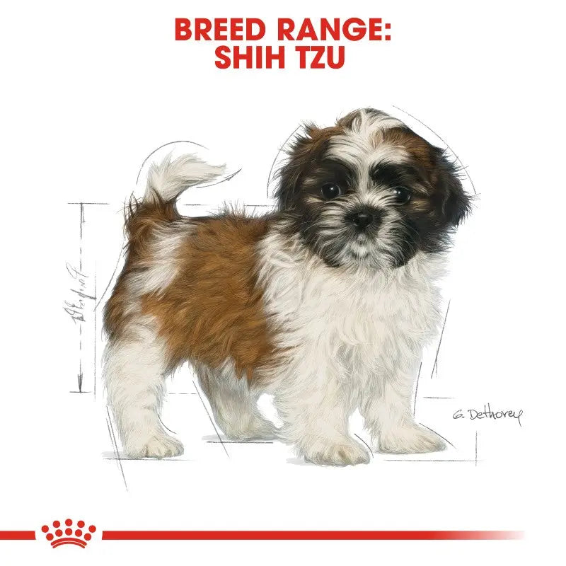 Shih Tzu breed illustration showcasing its playful and fluffy appearance.