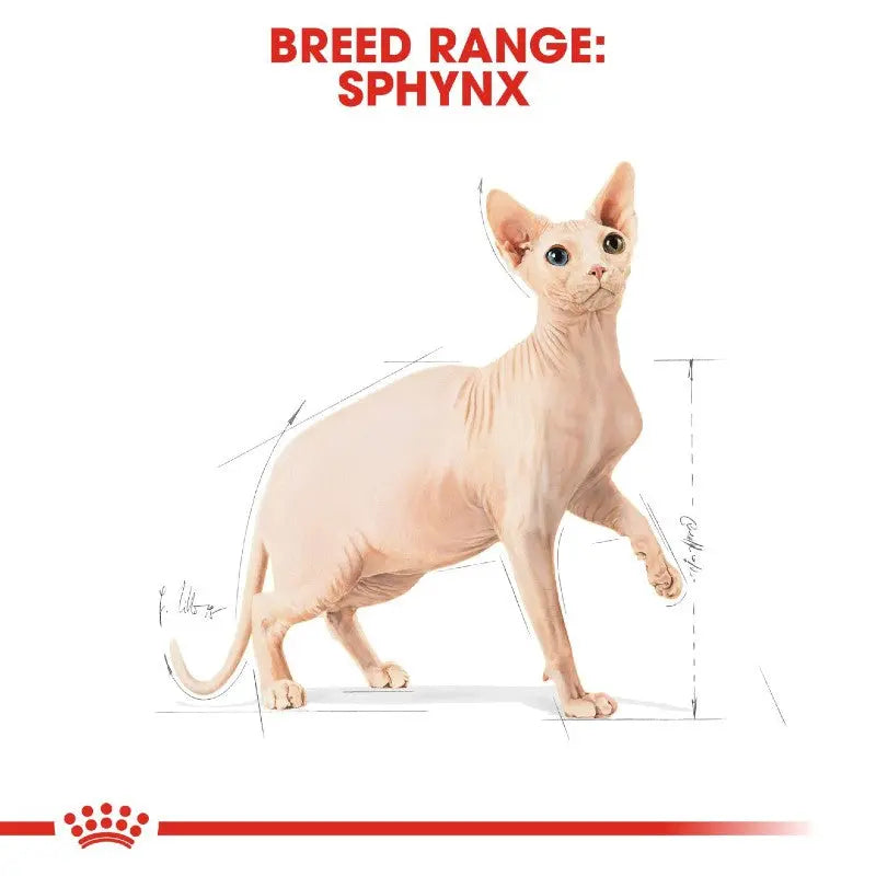 Sphynx cat breed illustration showcasing unique features and dimensions.