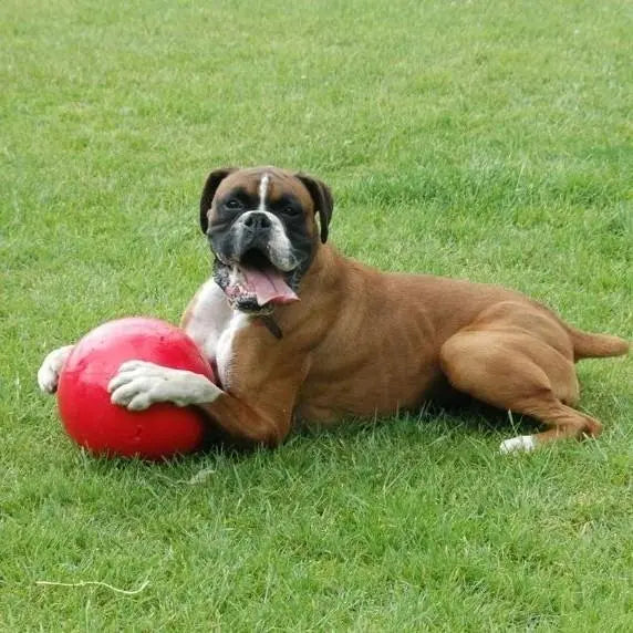 Boxer dog relaxing on grass with a red ball, enjoying a sunny day outdoors.