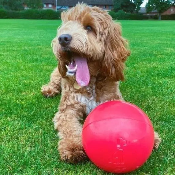 Playful dog with a red ball enjoying a sunny day on the green grass.
