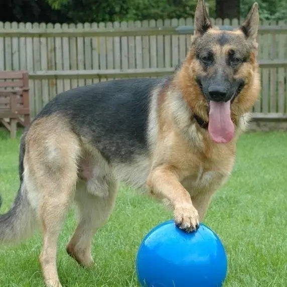 German Shepherd playing with a blue ball in a grassy backyard.