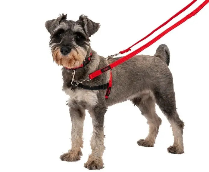 Schnauzer dog wearing a red harness and leash, ready for a walk.