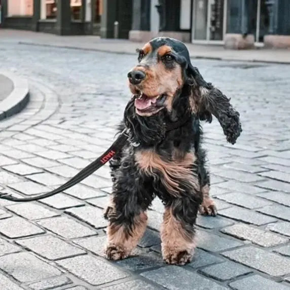 Happy cocker spaniel on a leash walking on a cobblestone street.