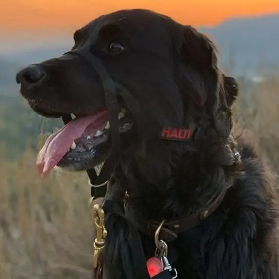 Company of Animals Halti Headcollar   | Low Prices | Canine & Co