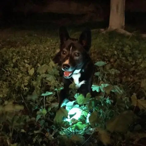Chuckit! Max Glow Ball Fetch Dog Toy   | Low Prices | Canine & Co
