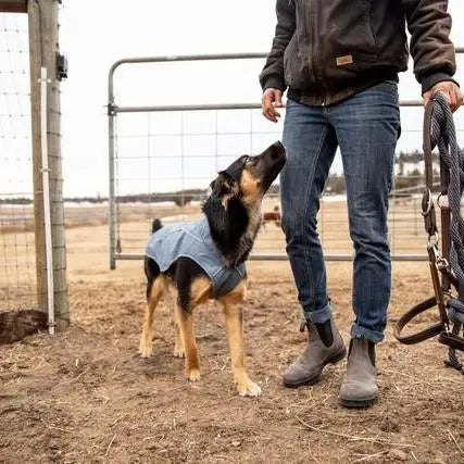 Dog in a denim jacket interacts with its owner on a farm.