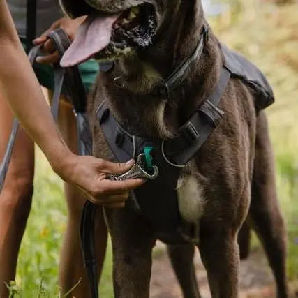 Dog harness being attached during a nature walk, showcasing comfort and safety for outdoor adventures.