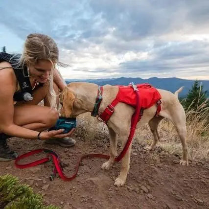 Woman with a dog in a harness exploring nature, enjoying outdoor adventure together.