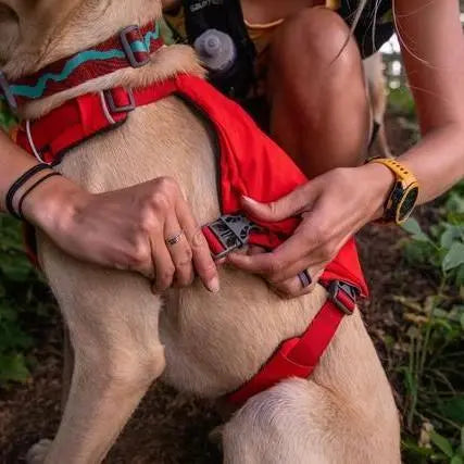 Dog harness being adjusted by a person outdoors, ensuring a secure fit for safe walks.