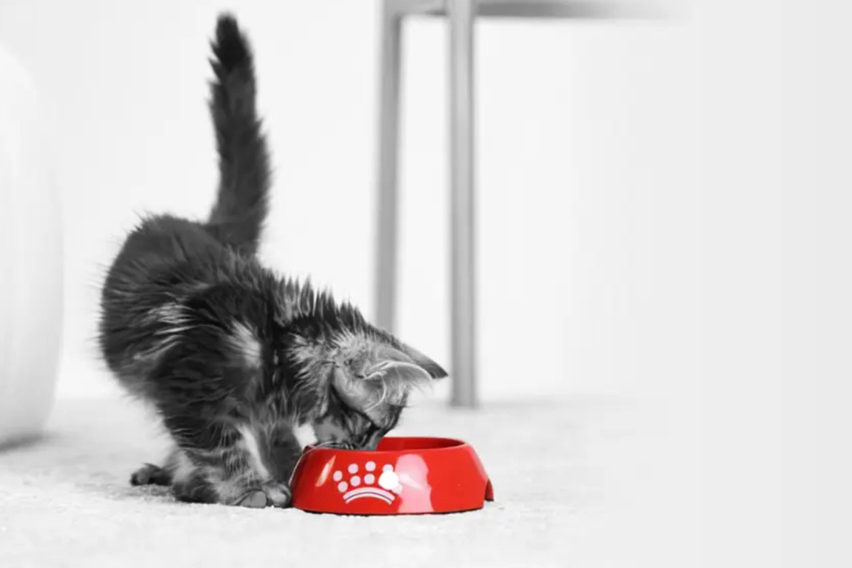 7 Things Every Royal Canin Cat Owner Should Know