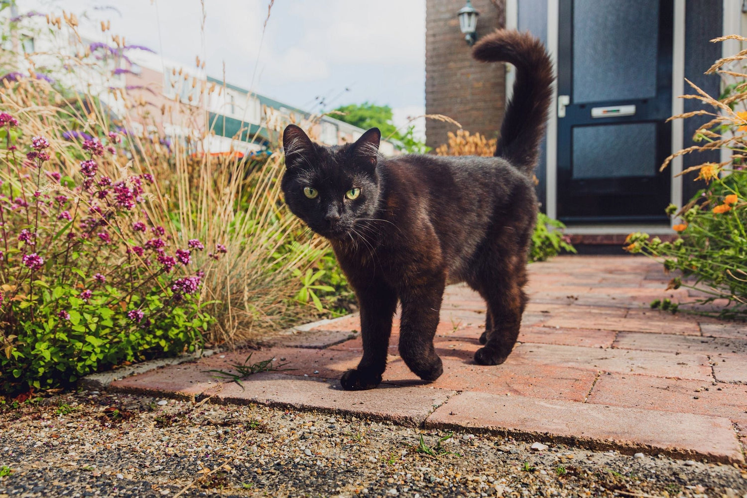 What Your Cat’s Food Says About You