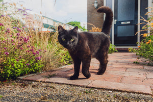 What Your Cat’s Food Says About You