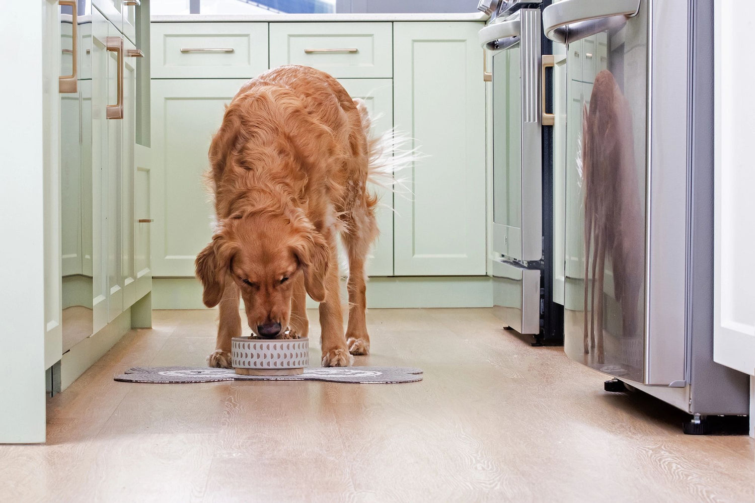 Keep Mealtime Fresh: Why Variety Matters in Your Pet’s Diet