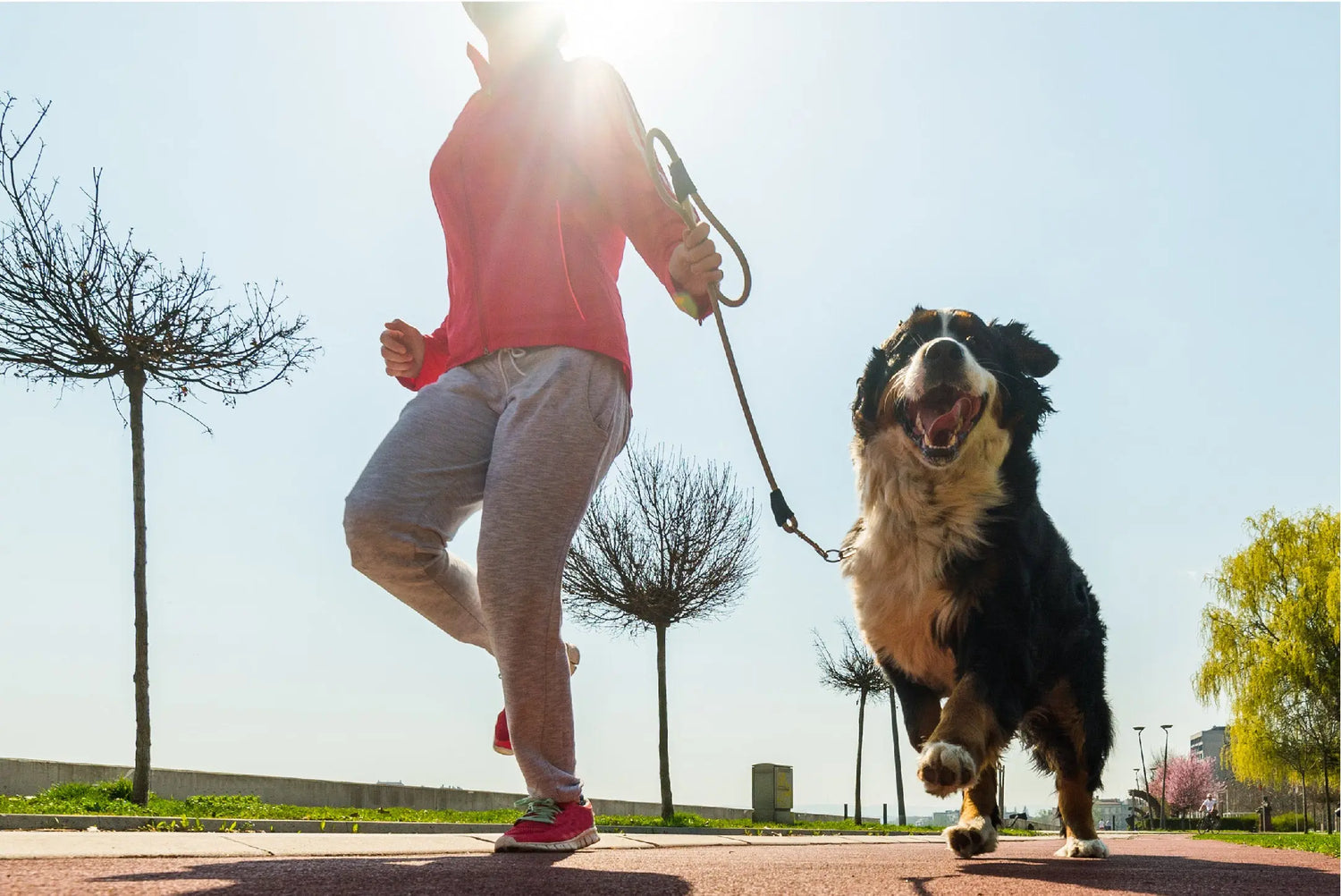 Getting-Active-With-Your-Dog Canine & Co