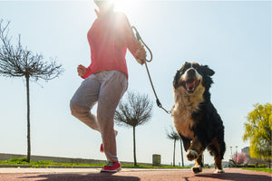 Getting Active With Your Dog
