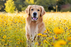 Pet Products To Help Combat Human Allergies