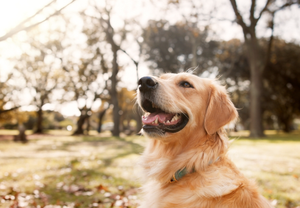 Preparing Your Pets for Autumn and the Colder Months: A Comprehensive Guide