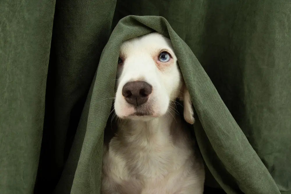 How-to-keep-your-pets-safe-and-calm-during-the-noisy-season Canine & Co