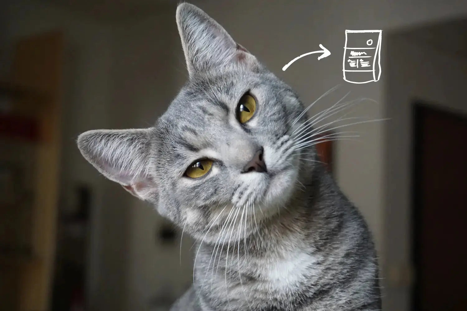 Best Cat Food in South Africa: An Honest Guide for 2026 | Canine & Co