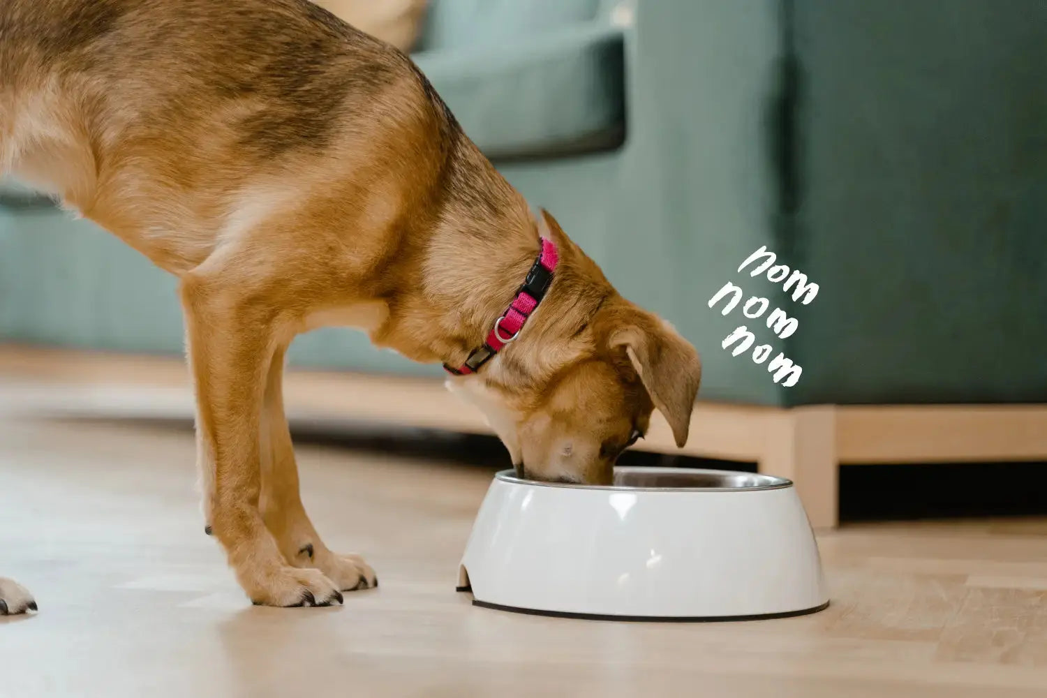 Best Dog Food Brands in South Africa: A No-Nonsense Guide for 2026 | Canine & Co