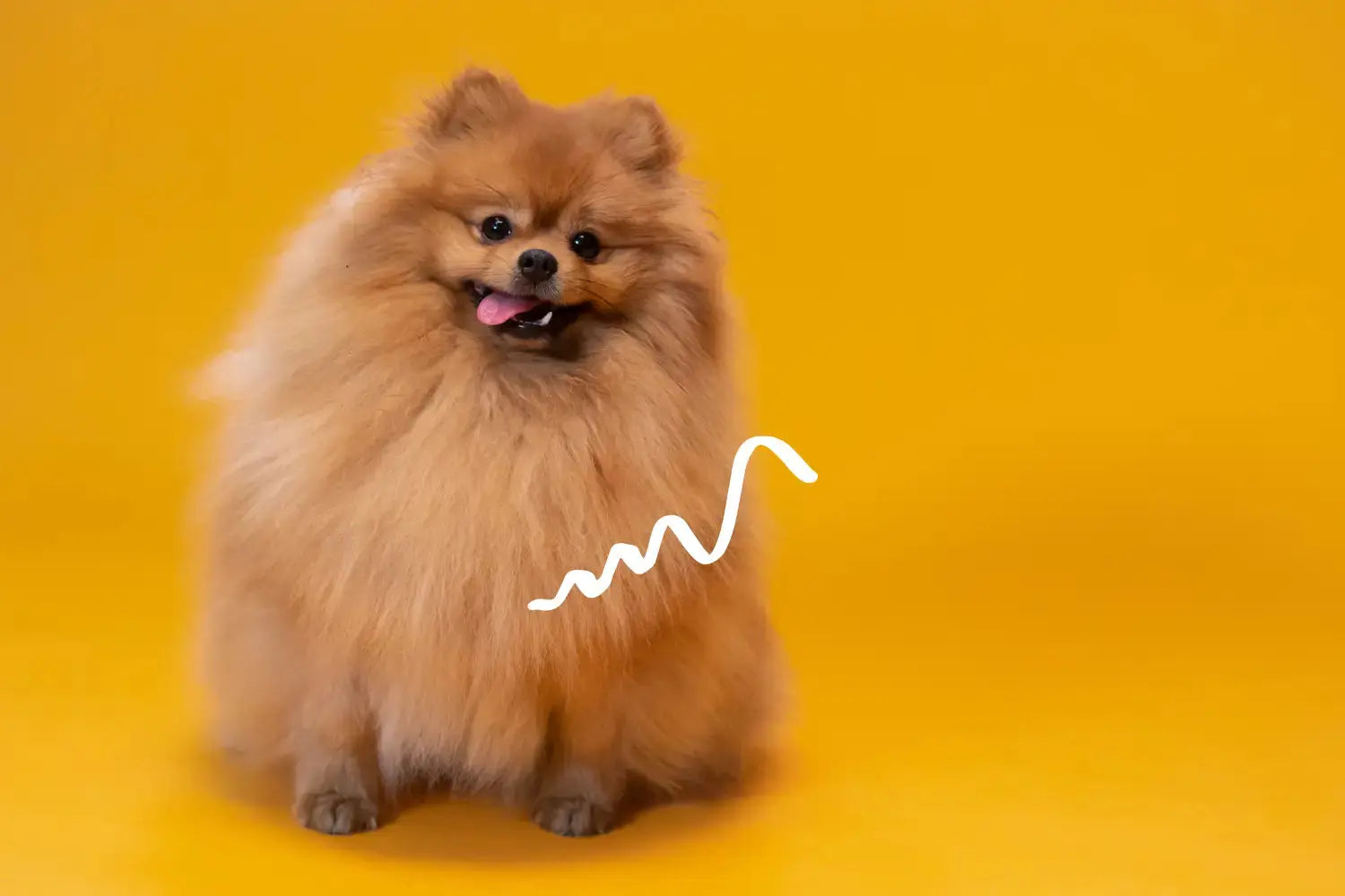 Best Dog Food for a Sensitive Stomach in South Africa (What Actually Works) | Canine & Co