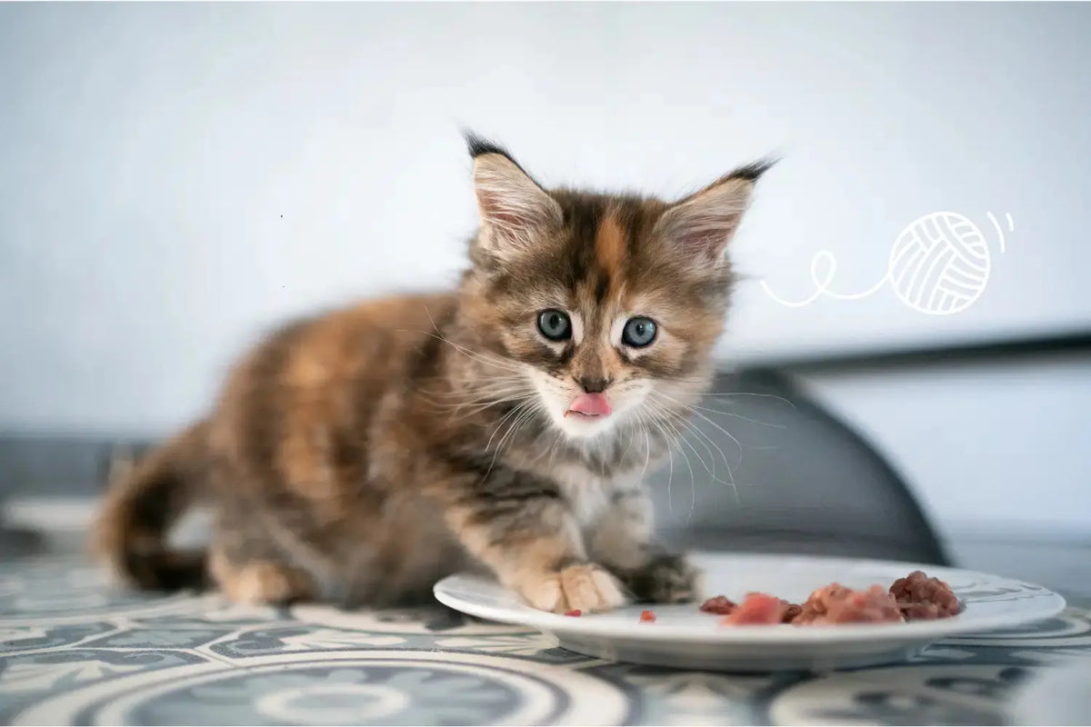 Best Kitten Food in South Africa (2026 Guide) | Canine & Co