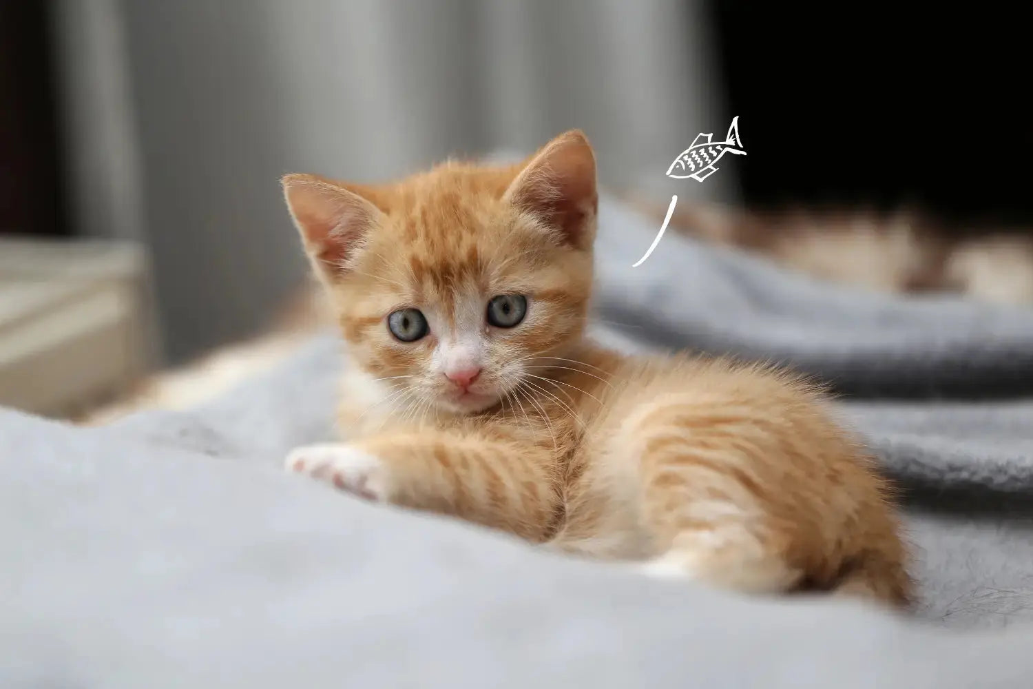 Best Kitten Food in South Africa: How to Feed a Kitten Properly | Canine & Co