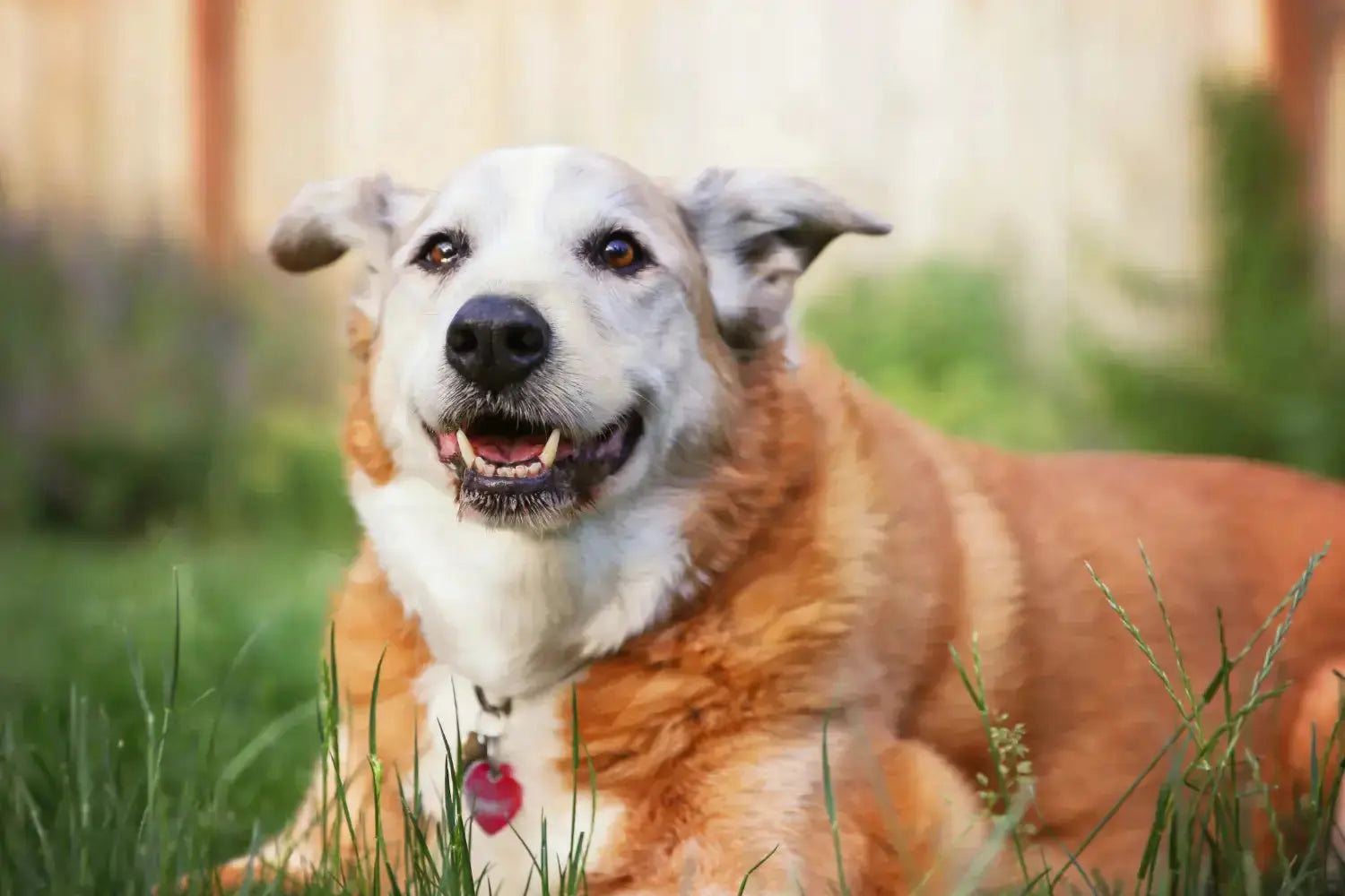 Best Senior Dog Food in South Africa: What Older Dogs Actually Need | Canine & Co