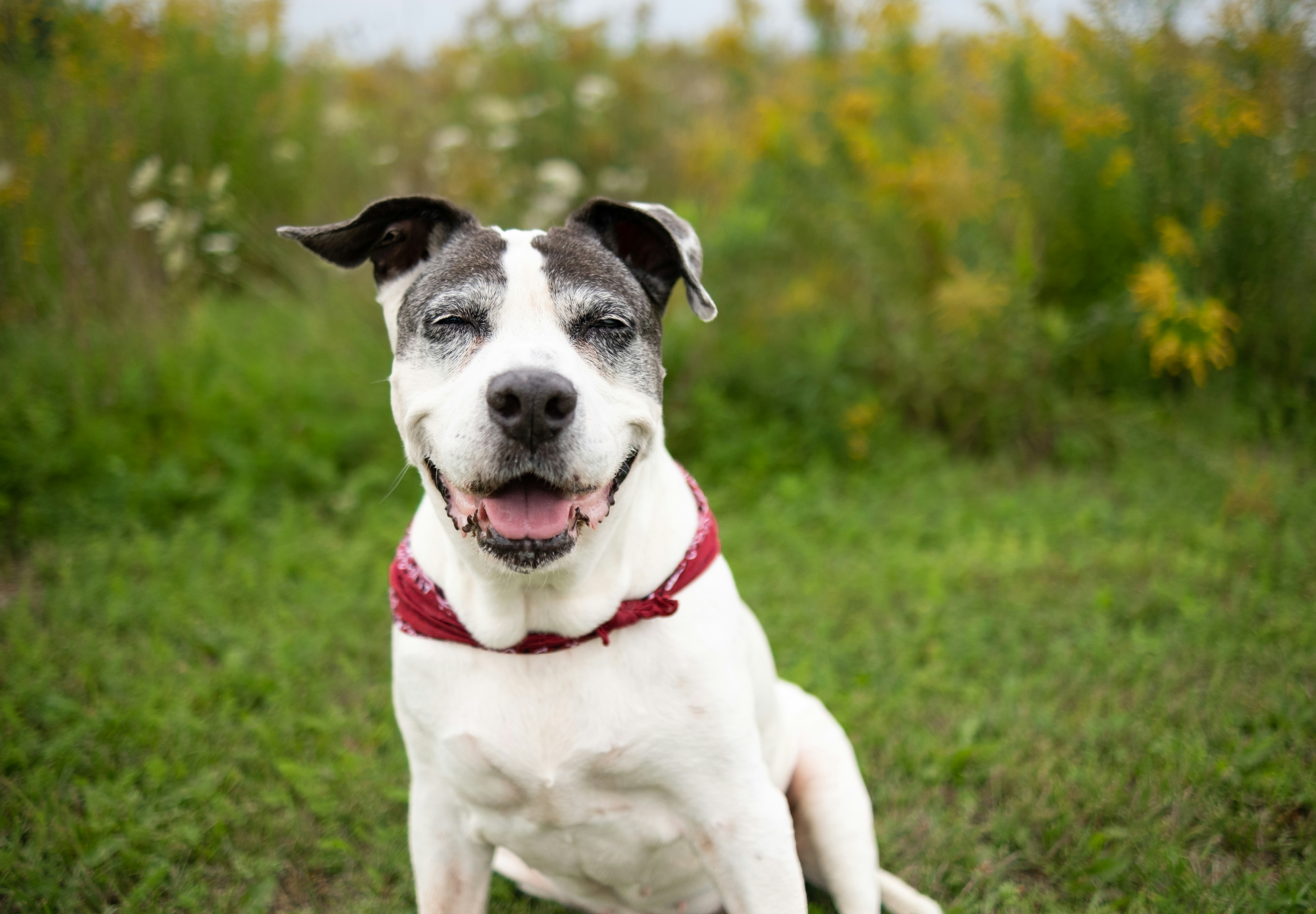 Understanding Joint Issues in Pets: Tips for a Happier, Healthier Life