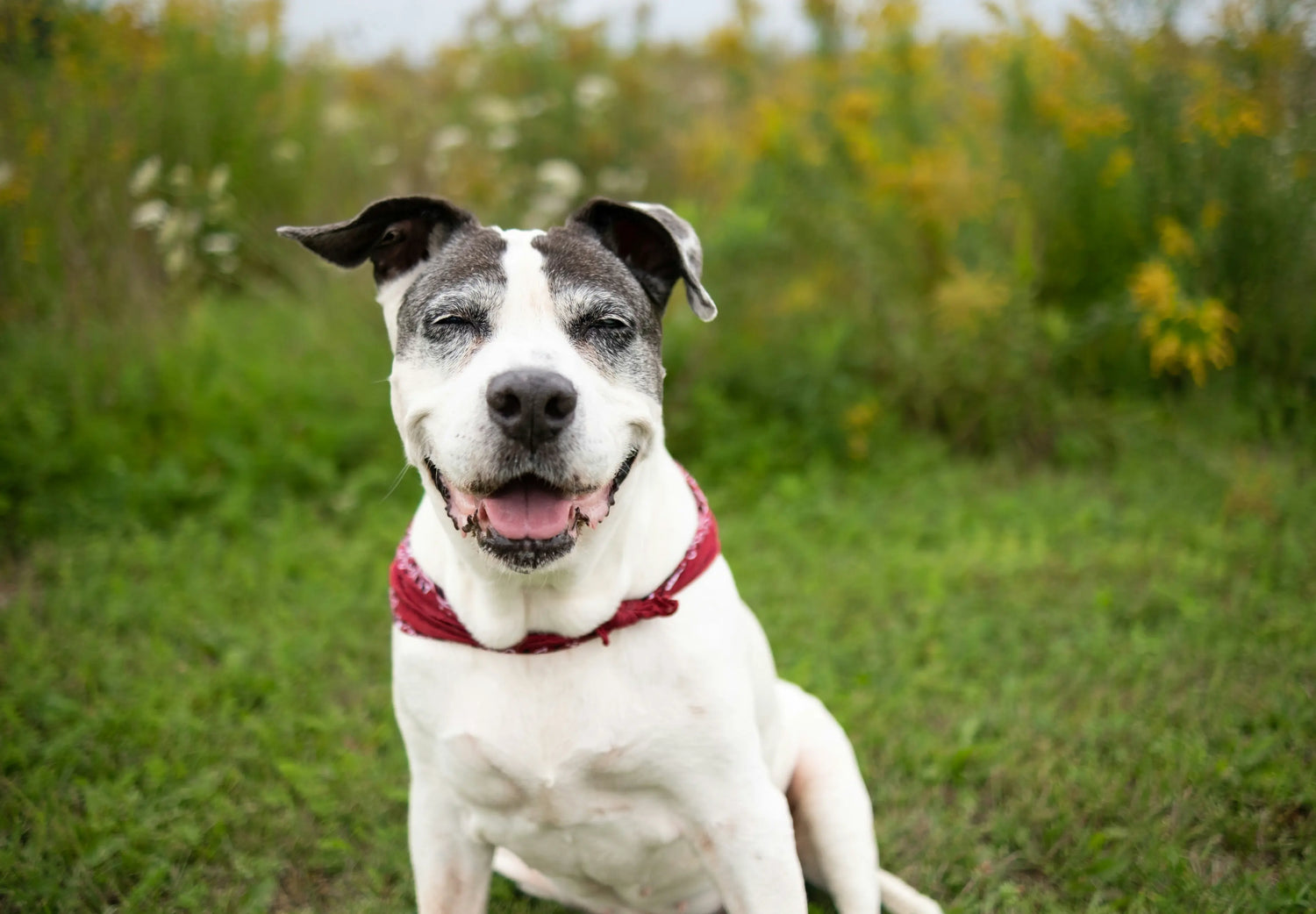 Understanding-Joint-Issues-in-Pets-Tips-for-a-Happier-Healthier-Life Canine & Co