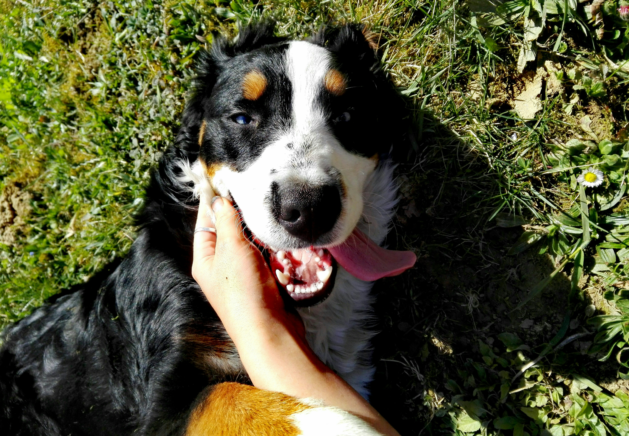 Image of Dog Lying on Grass with Tongue Out