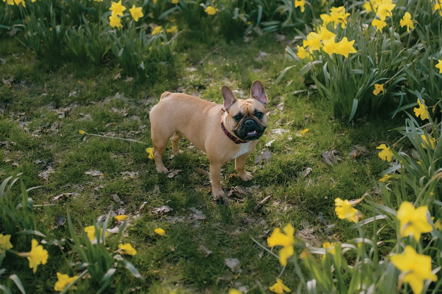 Make-Your-Garden-the-Ultimate-Playground-This-Spring Canine & Co