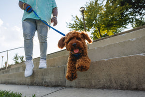 The Perfect Pair: How Nutrition and Walks Keep Your Pet Healthy