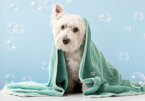 The Benefits of Bathing Your Dog: A Guide to Health, Hygiene, and Happiness