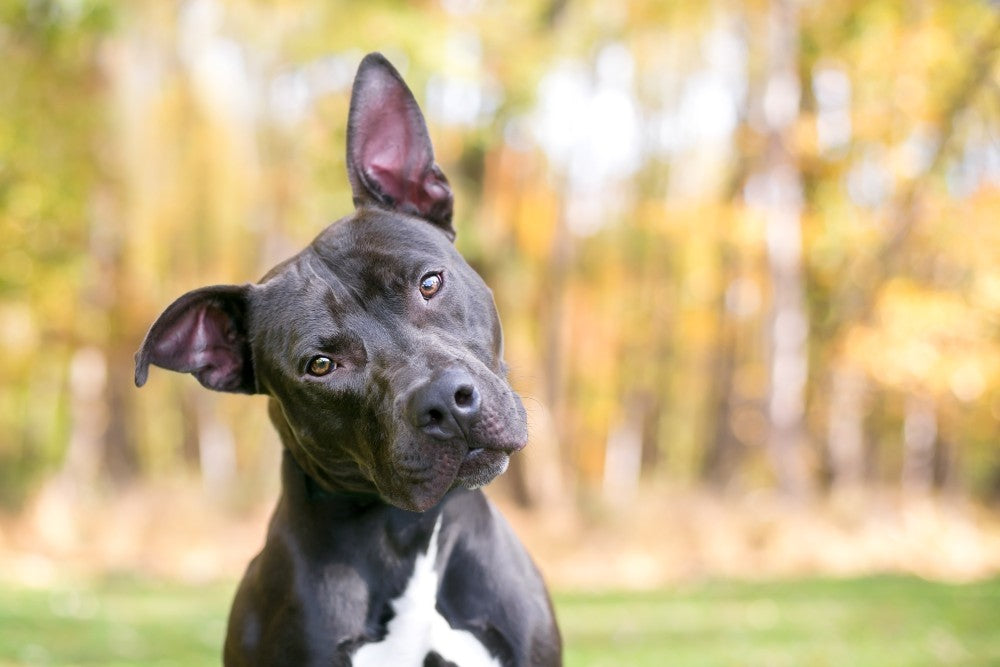 Understanding Your Dog's Body Language