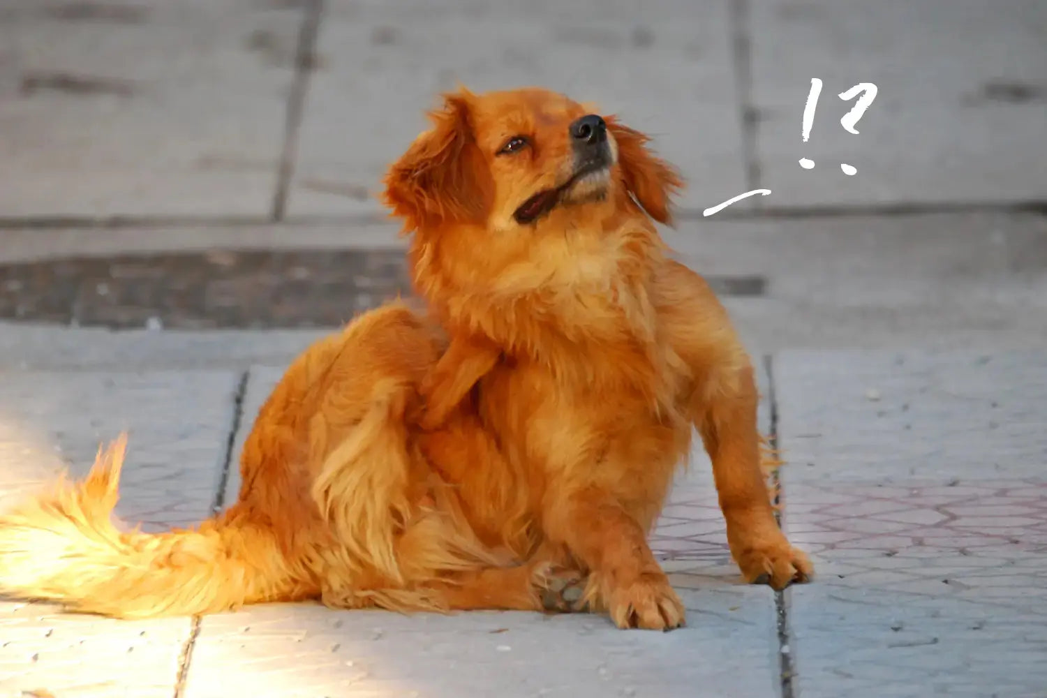 Bravecto vs NexGard vs Simparica: Which Flea and Tick Treatment Is Right for Your Dog? | Canine & Co