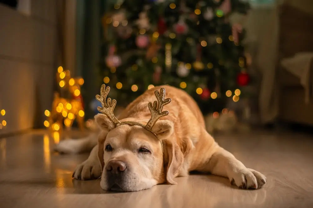 Calming-Solutions-for-Your-Pets-Over-the-Festive-Season | Canine & Co
