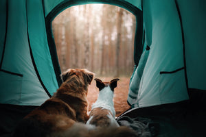 The Ultimate Guide to Camping with Your Canine Companion