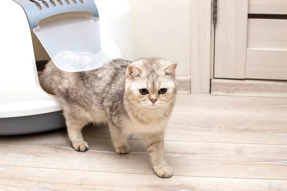Cat Litter Box Buying Guide: Find the Perfect Fit for Your Cat