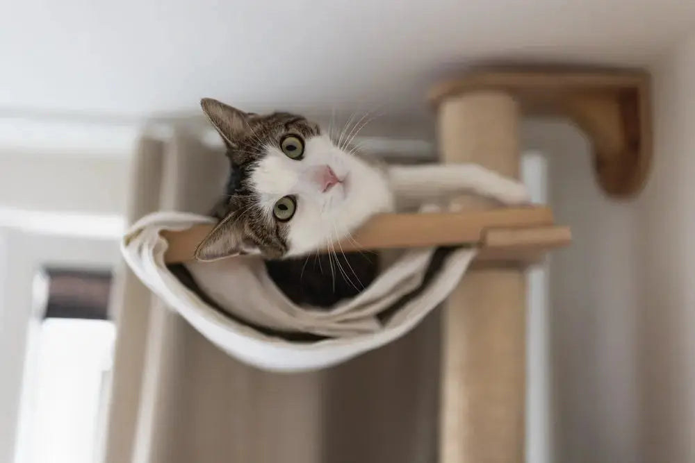 Cat Scratcher Buying Guide: How to Choose the Best One for Your Cat | Canine & Co
