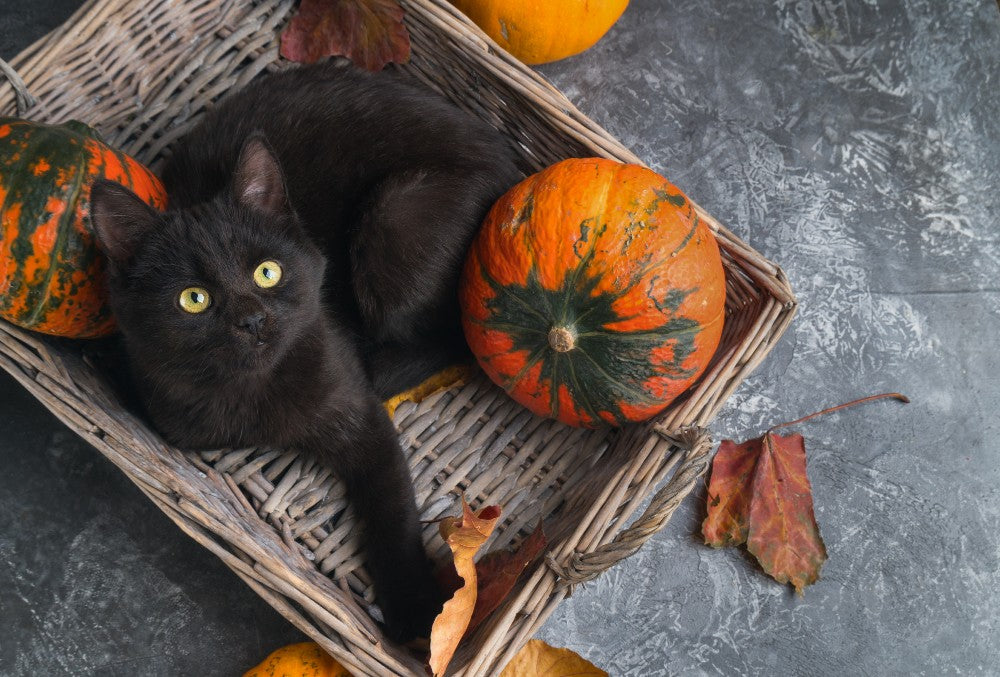 Halloween Cat Treat Recipe