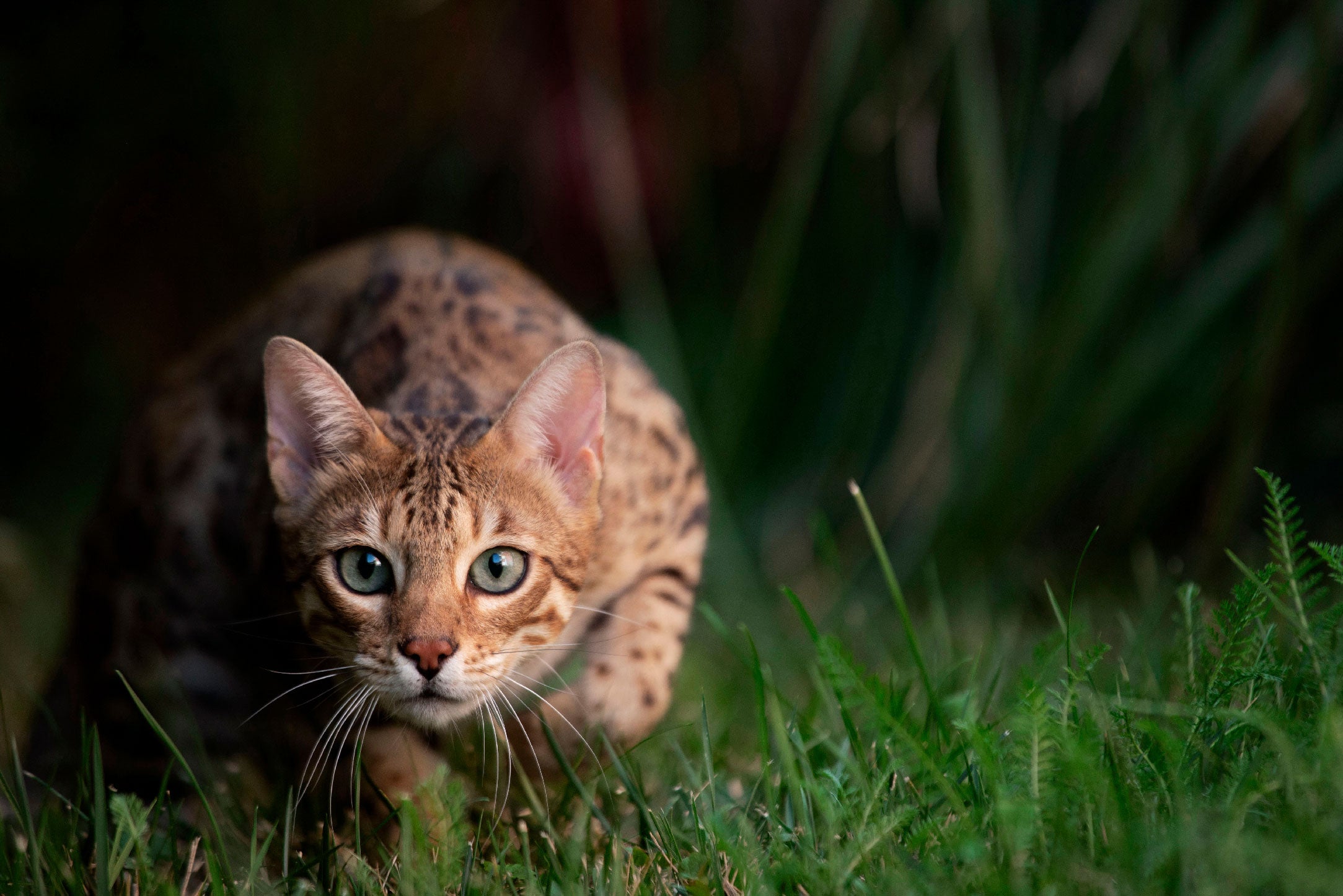 Why Do Cats Hunt and How Can a Balanced Diet Help?