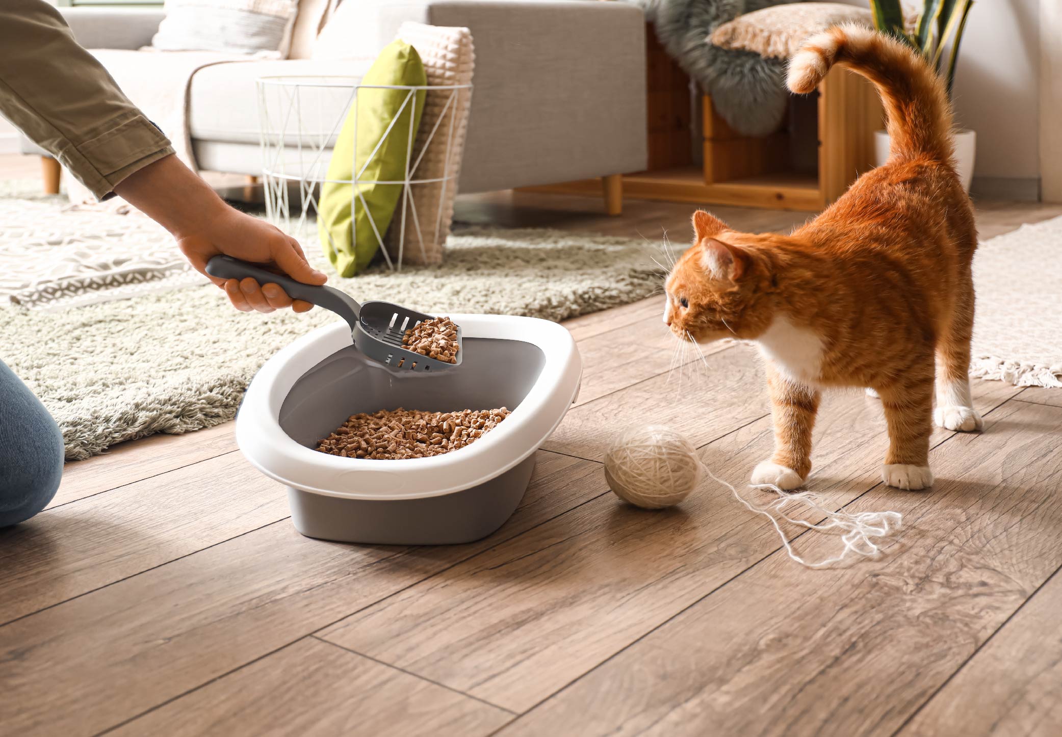 Cat next to cat litter box