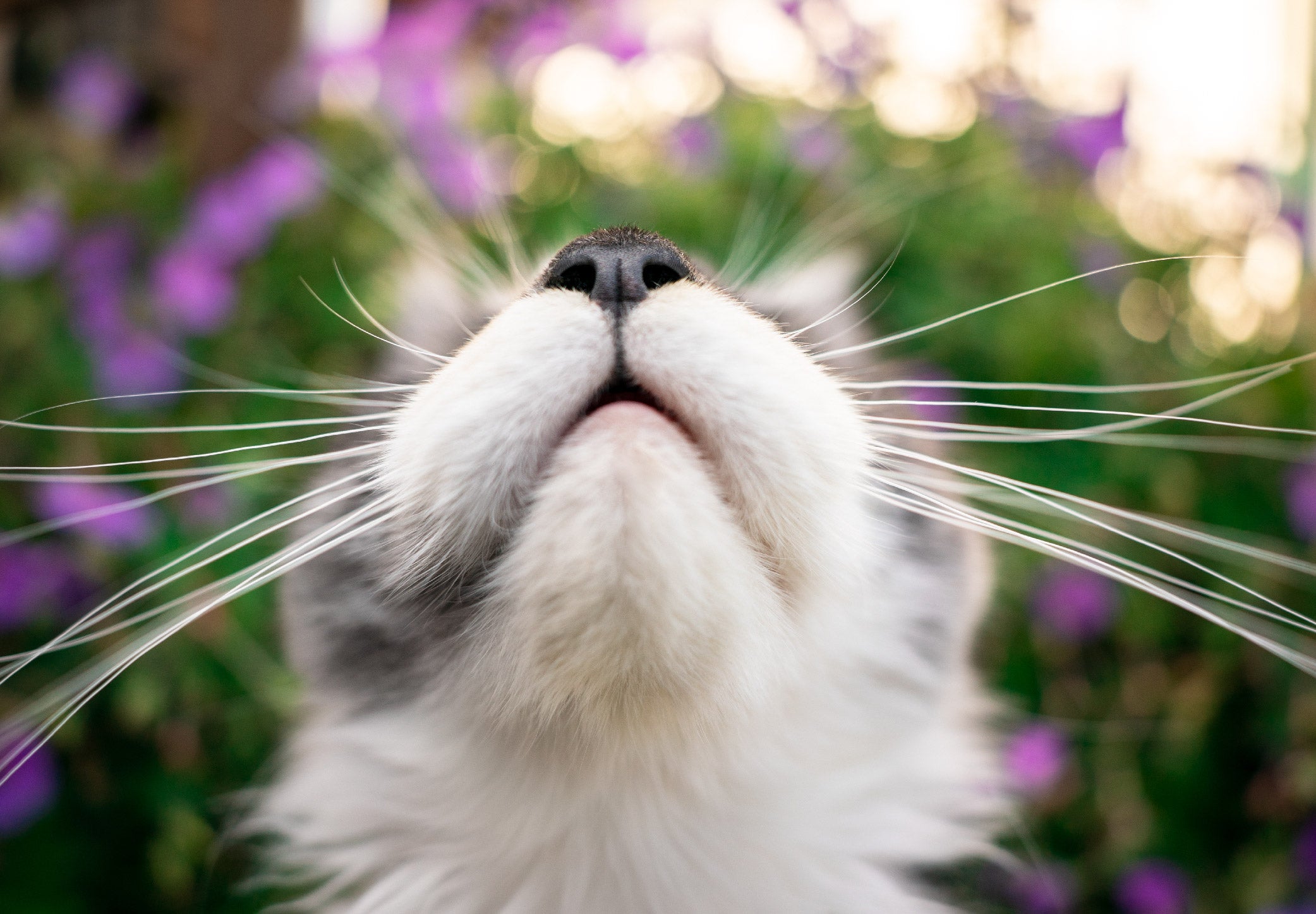 Whisker Wisdom: The Surprising Superpowers of Cat Whiskers