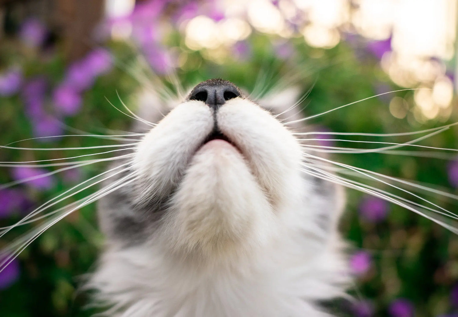 Whisker-Wisdom-The-Surprising-Superpowers-of-Cat-Whiskers Canine & Co