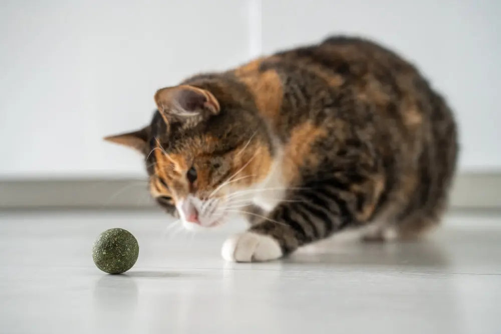 Catnip Toys: 7 Best Options to Keep Your Cat Active and Happy